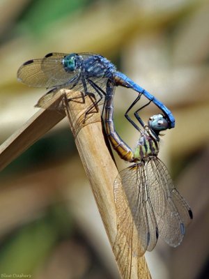 Blue Dashers in copula