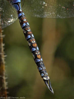 Blue-eyed Darner, male, detail