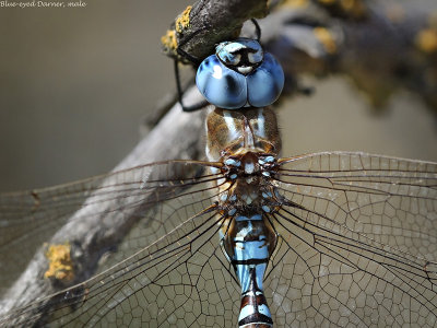 Blue-eyed Darner, male