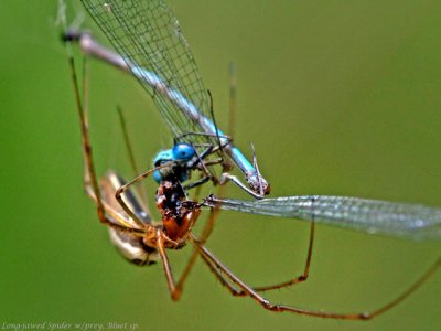 Bluet in LJ Spider's web 