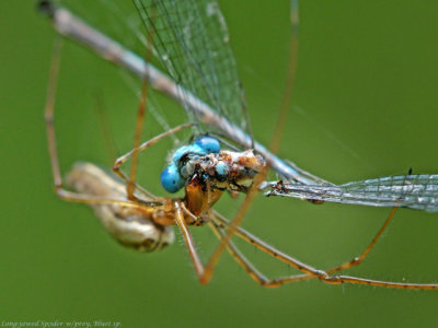 Bluet in LJ Spider's web 