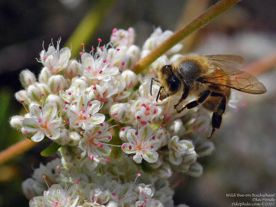 California Buckwheat, Honeybee