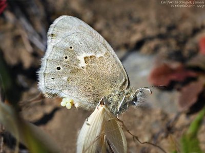Common Ringlet, female ovipositing