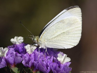 Cabbage White, female