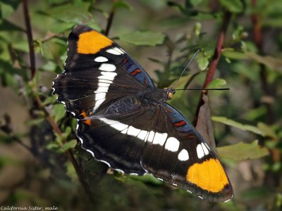 California Sister, Adelpha bredowii