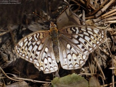 Callippe Fritillary