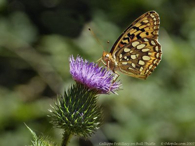 Callippe Fritillary