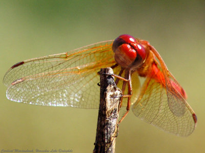 g1/89/829189/3/92364158.dbVyJvHF.jpg