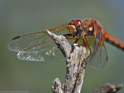 g1/89/829189/3/92364197.t2RgR0Yv.jpg