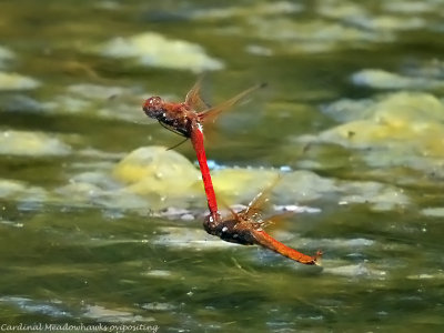 Cardinal Meadowhawks ovipositing