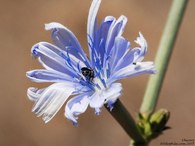 Chicory, Cichorium intybus