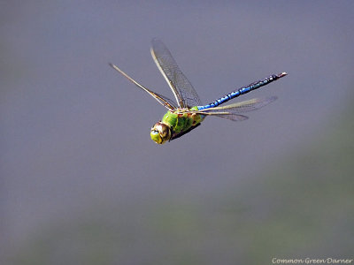 Common Green Darner