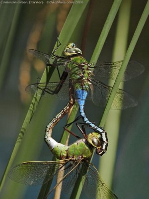 Common Green Darners in copula