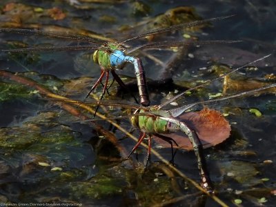 Common Green Darners ovipositing