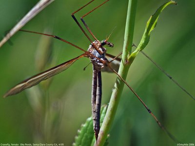 Cranefly, female