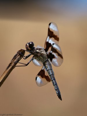 out of focus background