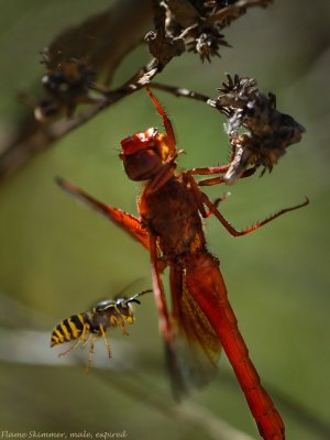 Flame Skimmer, expired 
