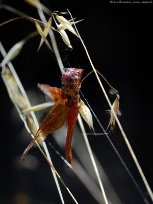 Flame Skimmer in spider web 