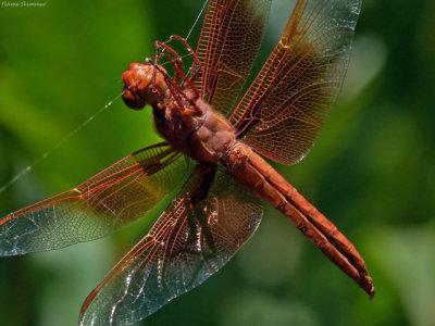 Flame Skimmer in web 
