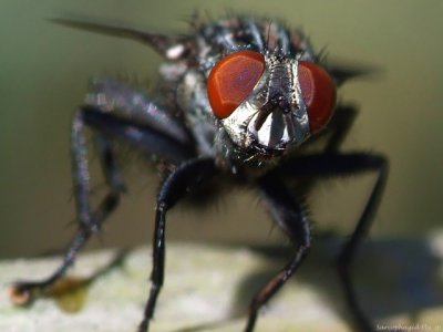 Flesh Fly, Sarcophaga sp
