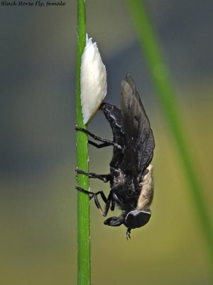 Black Horse Fly, female