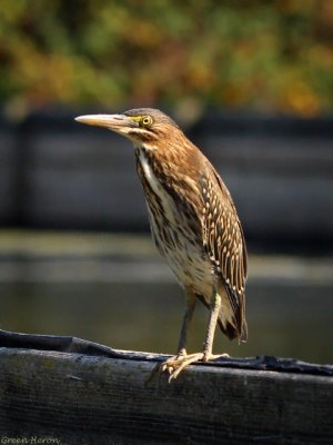 Green Heron