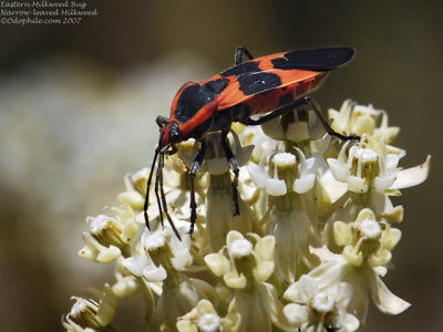 Bugs and Allies: Order Hemiptera