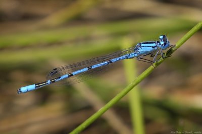 Northern Bluet, male