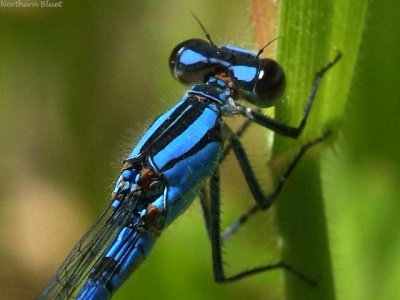 Northern Bluet, male