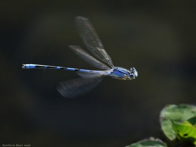 Northern Bluet, male