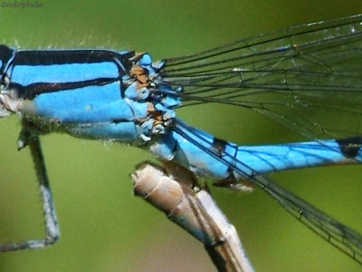 Northern Bluets in copula, detail