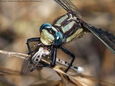 Pacific Clubtail, male with prey