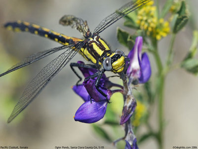 Pacific Clubtail, female