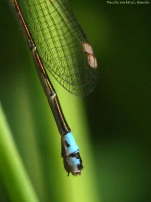 Pacific Forktail, female, detail