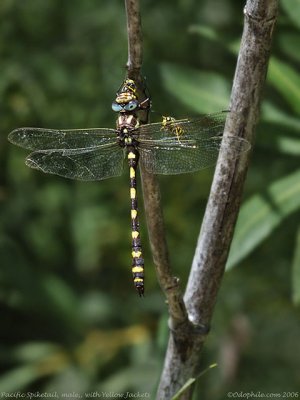 Pacific Spiketail with wasp