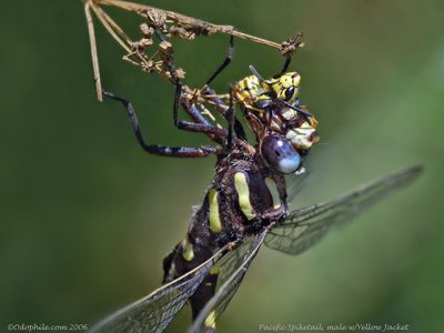 Pacific Spiketail with wasp