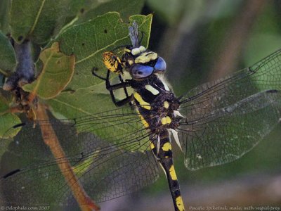Pacific Spiketail, prey