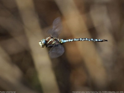 Paddle-tailed Darner, male in flight