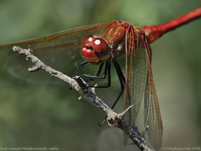 Red-veined Meadowhawk, male