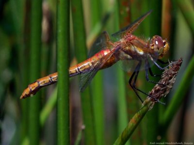 female RV Meadowhawk with egg