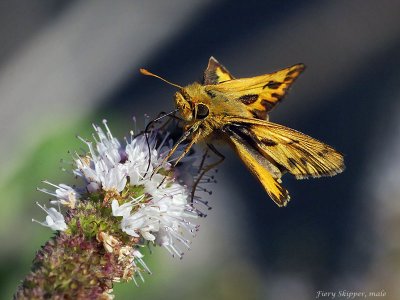 Skipper, sp