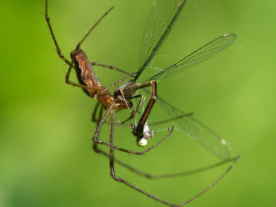 Spider preys on damsel 