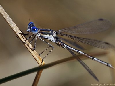 Spotted Spreadwing, male