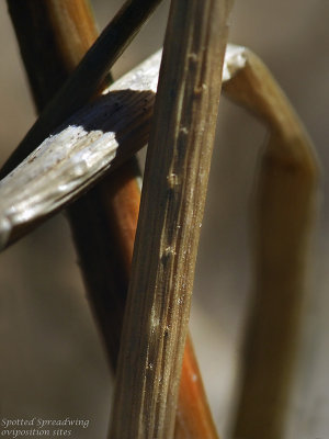 Spotted Spreadwing egg deposition sites