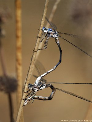 Spotted Spreadwings ovipositing