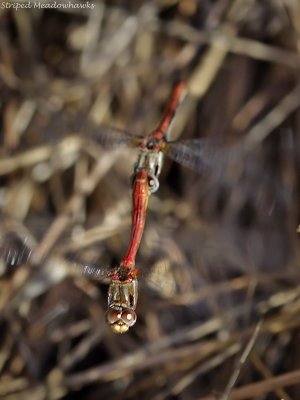 Striped Meadowhawks ovipositing