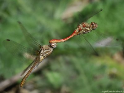 Striped Meadowhawks tandem ovipositing