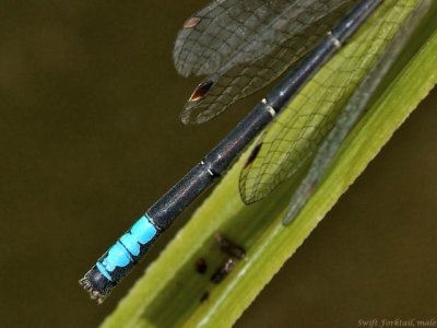 Swift Forktail, male, detail