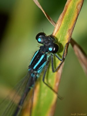 Swift Forktail, male