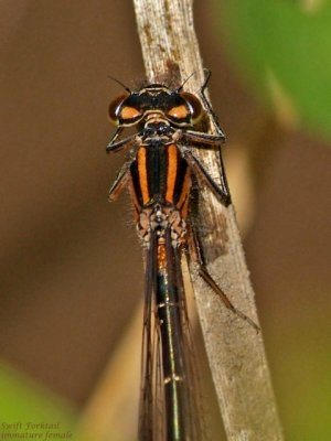 Swift Forktail, female